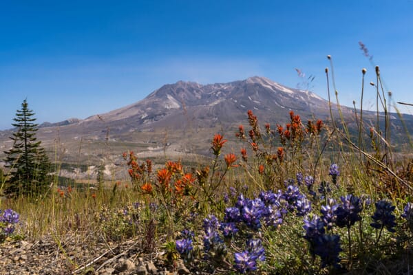 Mount St. Helens - Spring Landscape